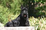 SCOTTISH TERRIER 275
